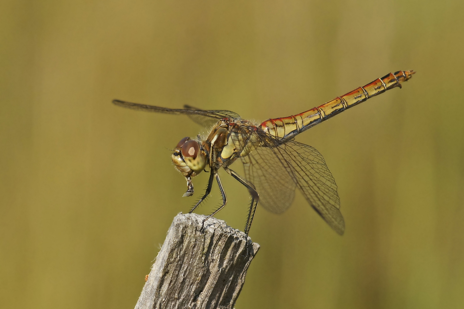 Weibchen der Gemeinen Heidelibelle (Sympetrum vulgatum) beim Frühstück