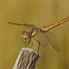 Weibchen der Gemeinen Heidelibelle (Sympetrum vulgatum) beim Frühstück