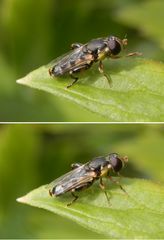 Weibchen der Gemeinen Keulenschwebfliege (Syritta pipiens)