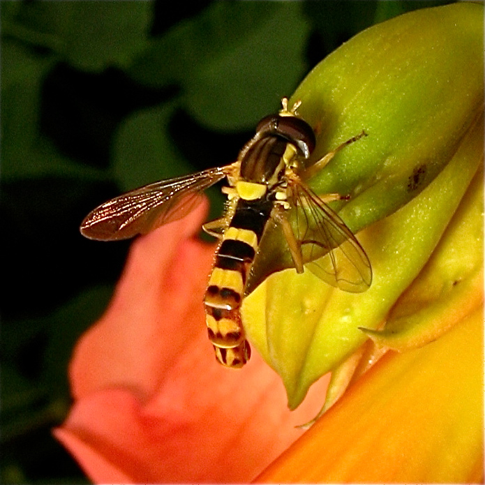 Weibchen der Gemeinen Langbauchschwebfliege (Sphaerophoria scripta) . . .