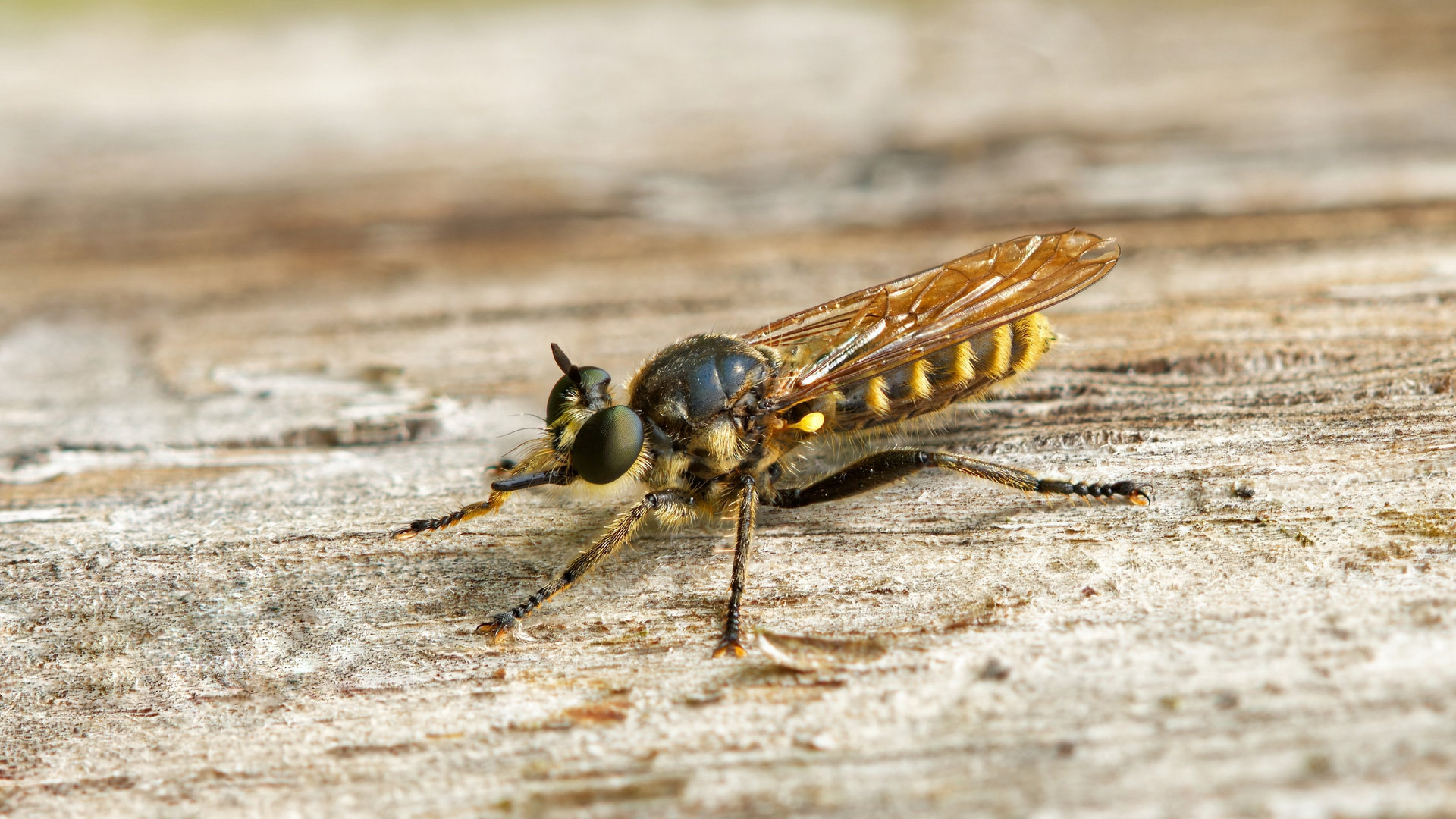 Weibchen der Gemeinen Mordfliege Stackaufnahme