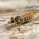 Weibchen der Gemeinen Mordfliege Stackaufnahme