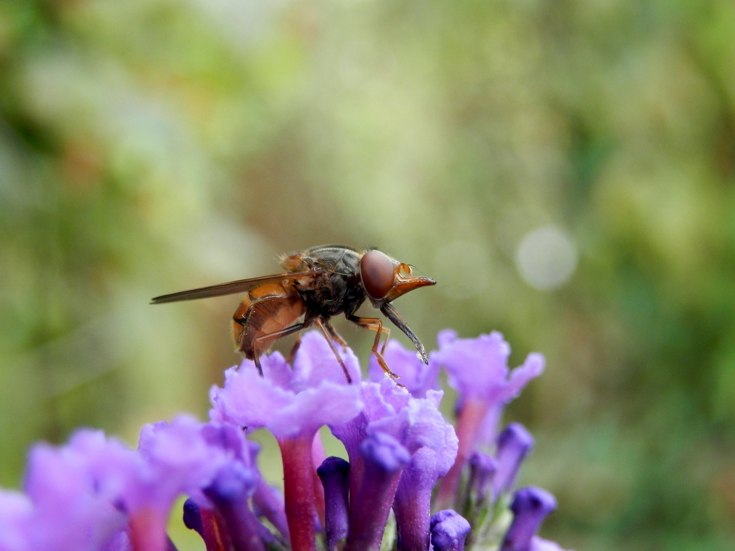 Weibchen der Gemeinen Schnauzenschwebfliege (Rhingia campestris) auf Sommerflieder