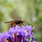 Weibchen der Gemeinen Schnauzenschwebfliege (Rhingia campestris) auf Sommerflieder