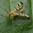 Weibchen der Gemeinen Skorpionsfliege