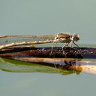 Weibchen der Gemeinen Winterlibelle