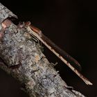 Weibchen der Gemeinen Winterlibelle (Sympecma fusca), mein erstes scharfes Foto!