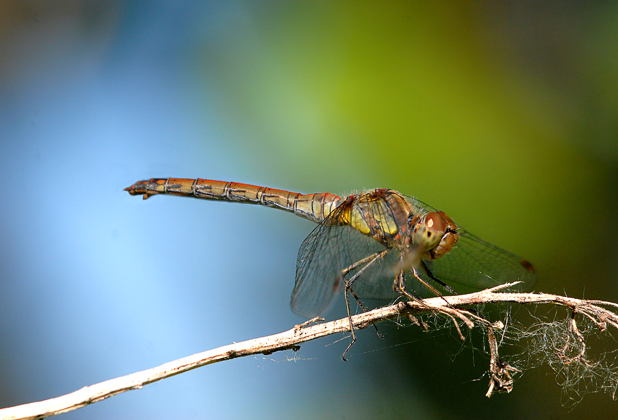 Weibchen der Gem.Heidelibelle