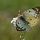 Weibchen der Goldenen Acht oder auch Weißklee-Gelbling (Colias hyale)