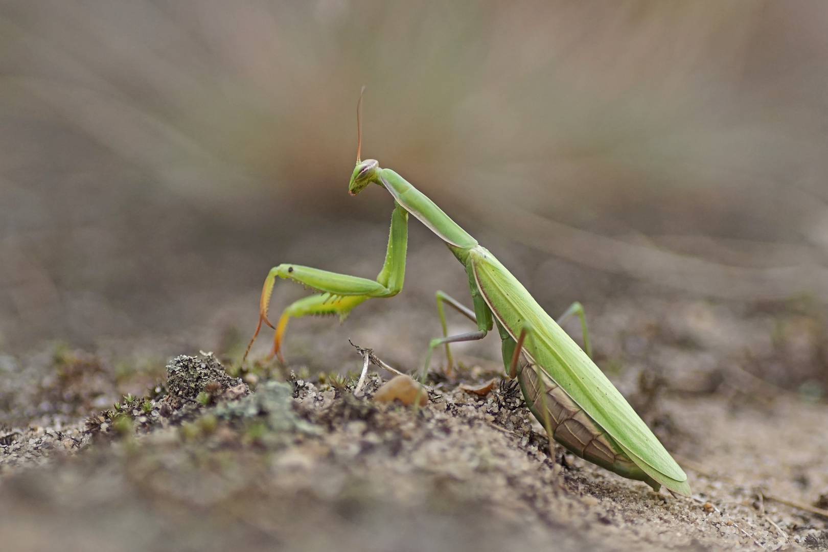 Weibchen der Gottesanbeterin (Mantis religiosa)