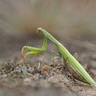 Weibchen der Gottesanbeterin (Mantis religiosa)