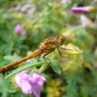 Weibchen der Großen Heidelibelle