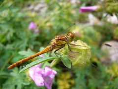 Weibchen der Großen Heidelibelle