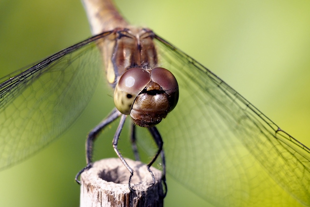 Weibchen der großen Heidelibelle