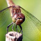 Weibchen der großen Heidelibelle