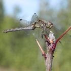 Weibchen der Großen Heidelibelle auf der Lauer