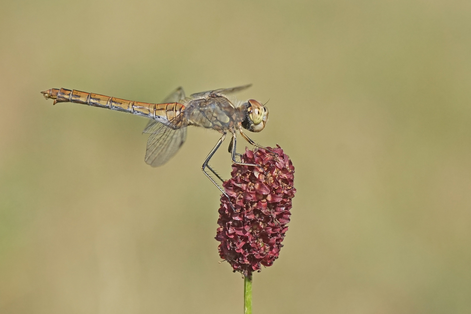 Weibchen der Großen Heidelibelle (Sympetrum striolatum)