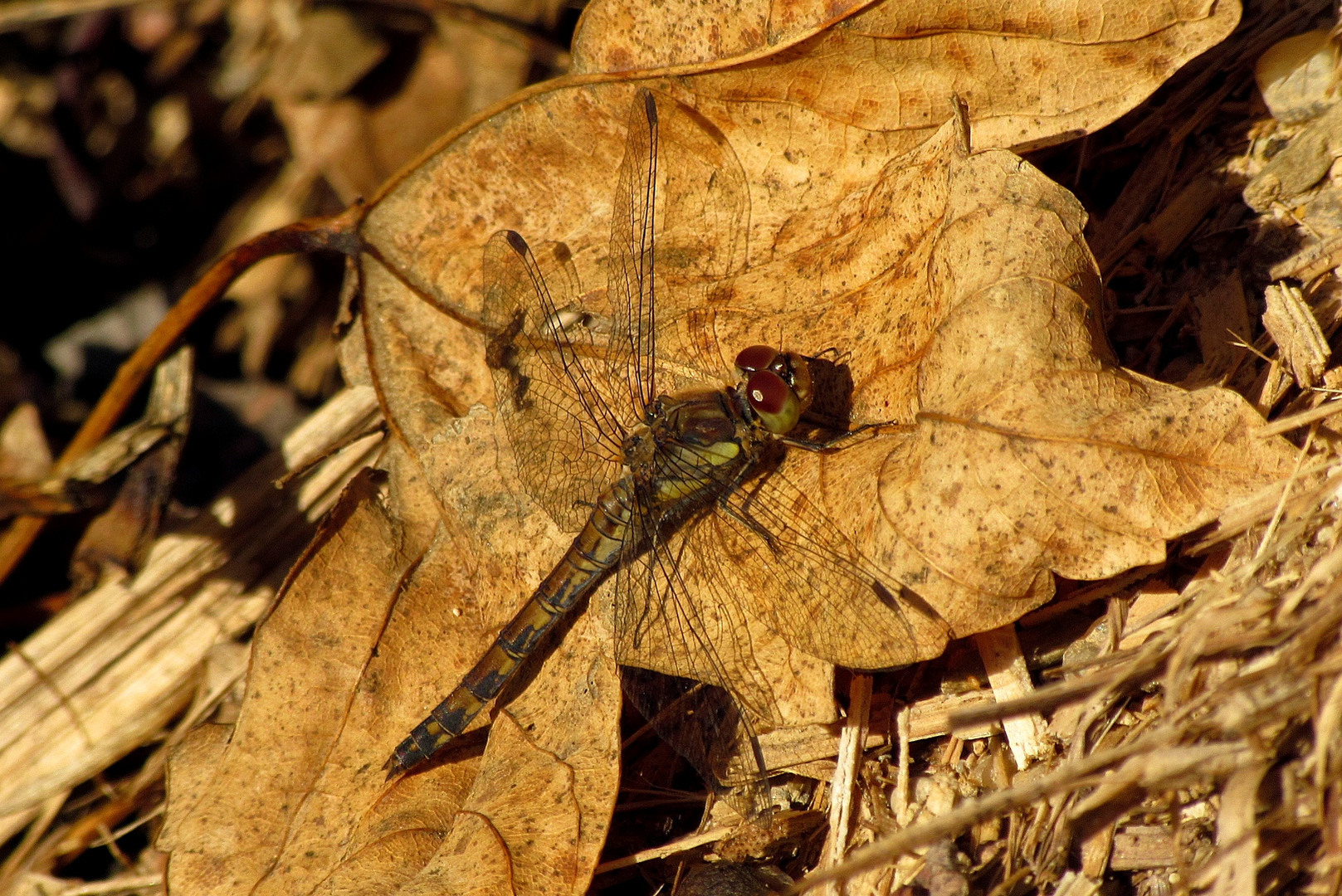 Weibchen der Großen Heidelibelle (Sympetrum striolatum)