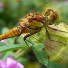 Weibchen der Großen Heidelibelle ((Sympetrum striolatum) - Nahaufnahme