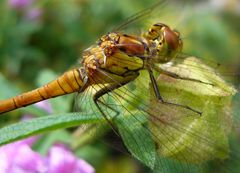 Weibchen der Großen Heidelibelle ((Sympetrum striolatum) - Nahaufnahme