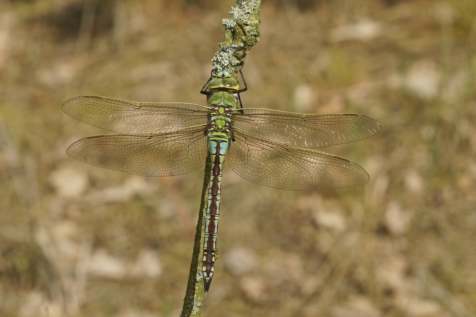 Weibchen der Großen Königslibelle (Anax imperator)