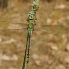 Weibchen der Großen Königslibelle (Anax imperator)