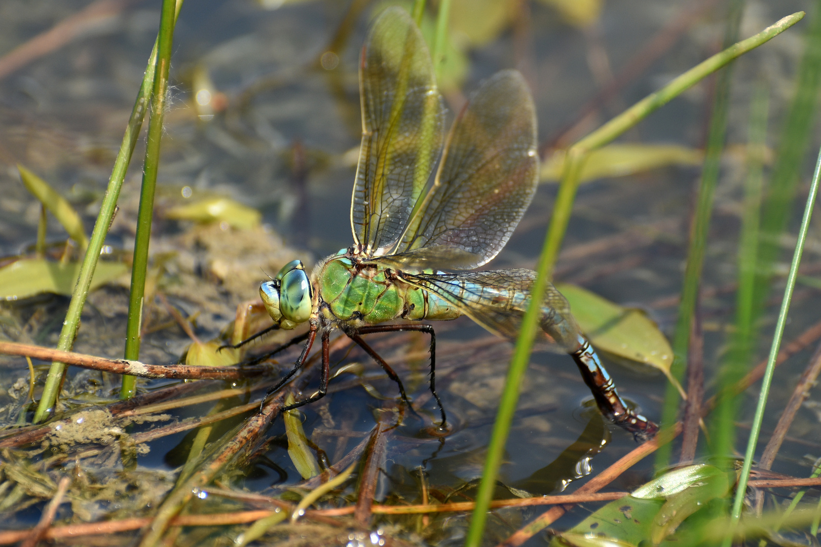 Weibchen der Großen Königslibelle (Anax imperator) ...