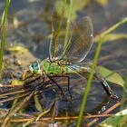 Weibchen der Großen Königslibelle (Anax imperator) ...