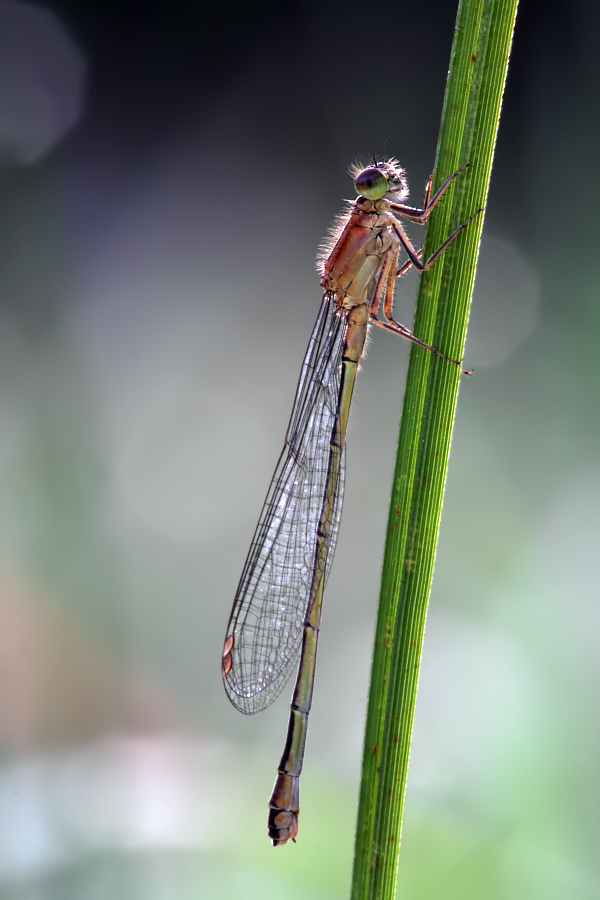 Weibchen der Großen Pechlibelle