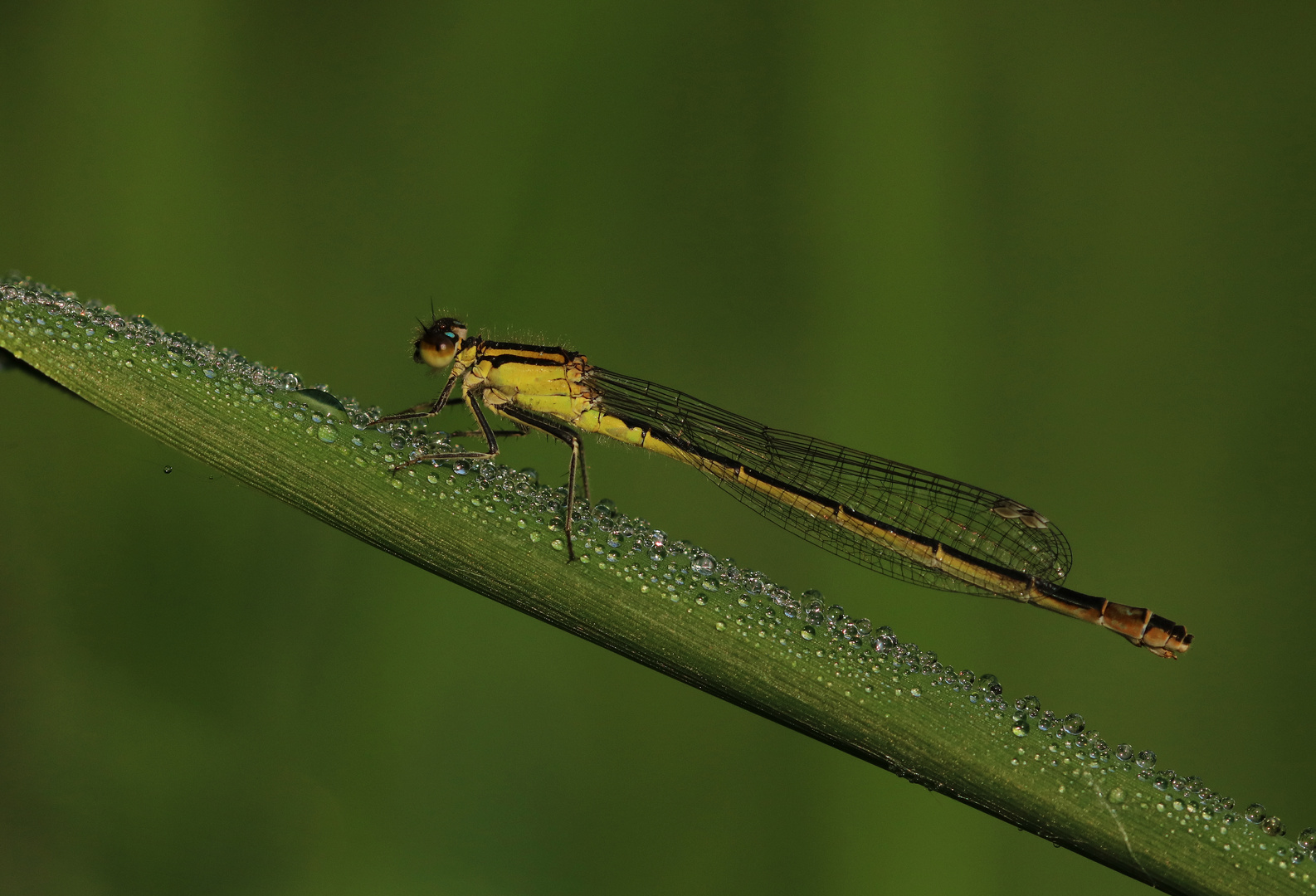 Weibchen der Großen Pechlibelle