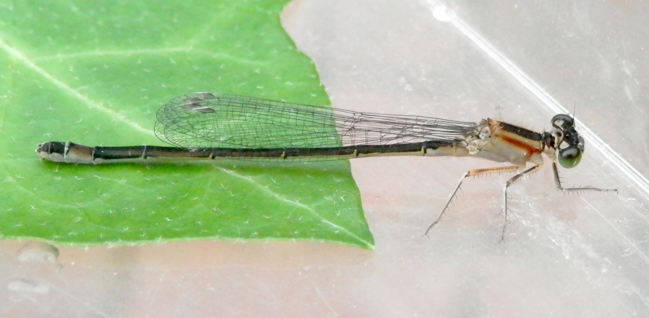 Weibchen der Großen Pechlibelle (Ischnura elegans)