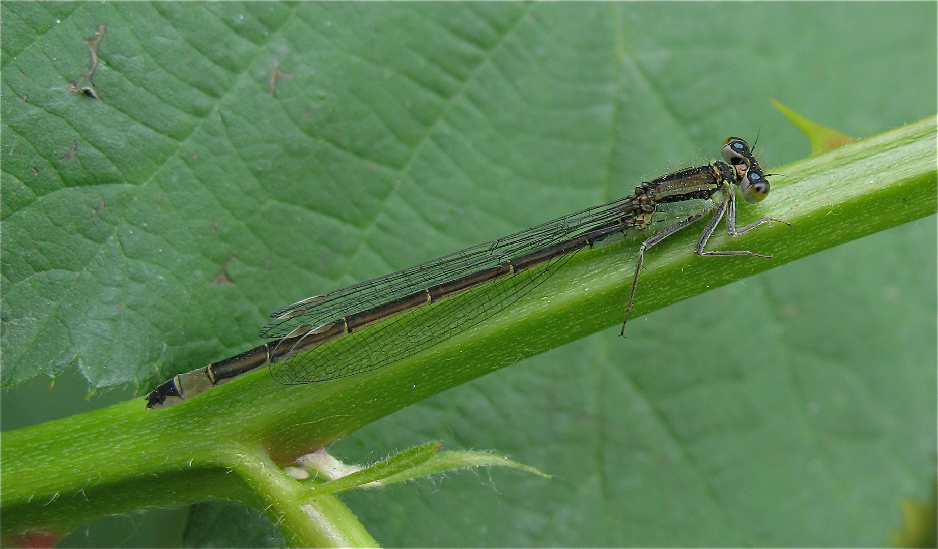 Weibchen der Großen Pechlibelle (Ischnura elegans)