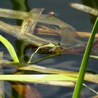 ... Weibchen der Großen Pechlibelle (Ischnura elegans) ...