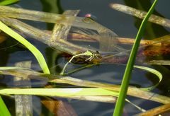 ... Weibchen der Großen Pechlibelle (Ischnura elegans) ...