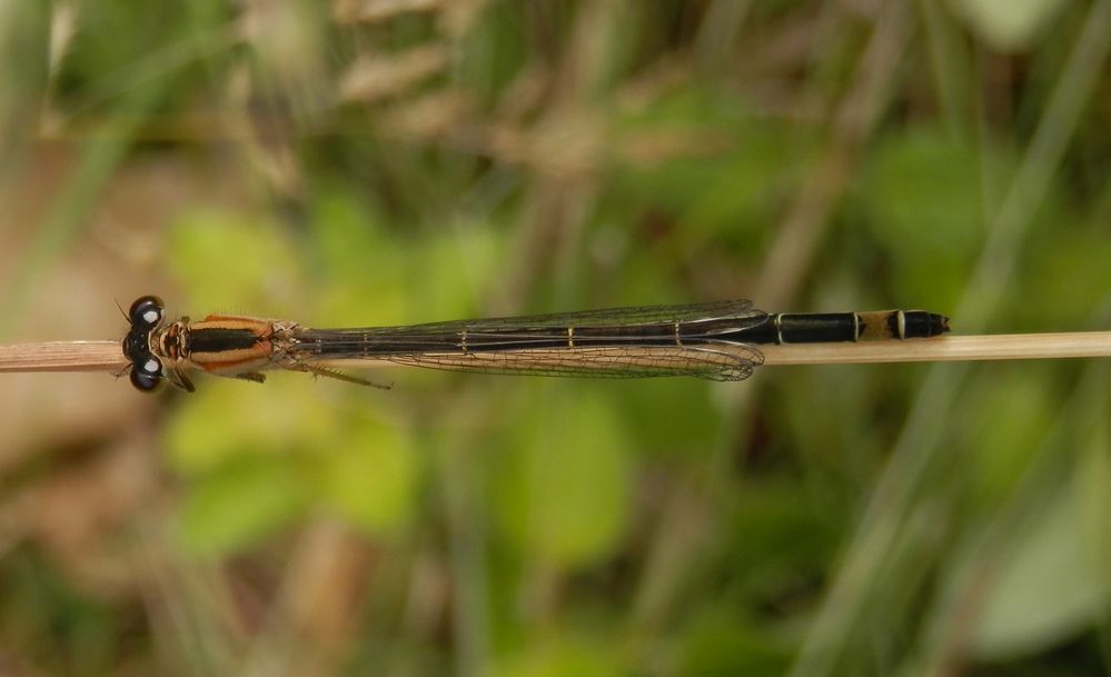 Weibchen der Großen Pechlibelle (Ischnura elegans) aus, hier in der Altersform infuscans-obsoleta