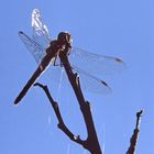 Weibchen der großen Zangenlibelle