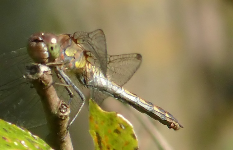 Weibchen der Großen/Südlichen? Heidelibelle