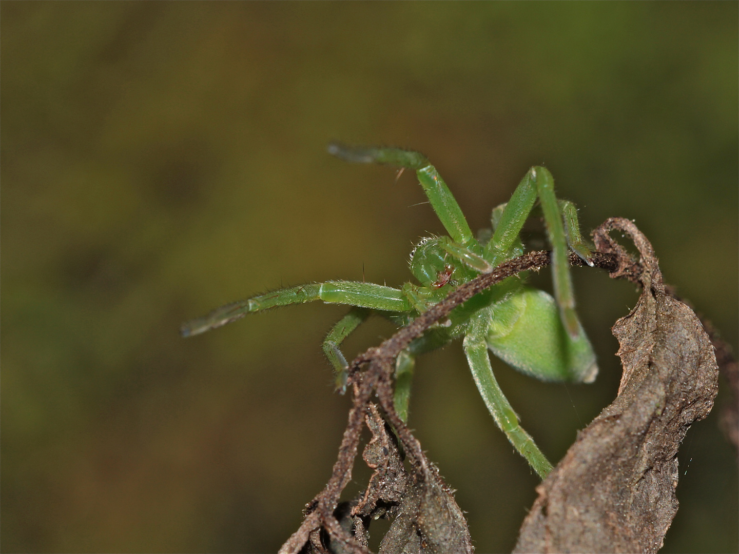 Weibchen der Grünen Huschspinne (Micrommata virescens)