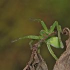 Weibchen der Grünen Huschspinne (Micrommata virescens)