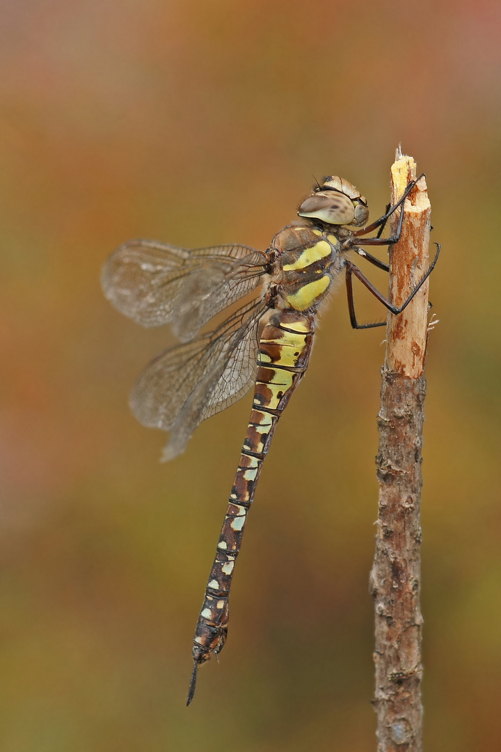 Weibchen der Herbst-Mosaikjungfer (Aeshna mixta)