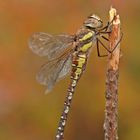 Weibchen der Herbst-Mosaikjungfer (Aeshna mixta)