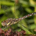 Weibchen der Herbst-Mosaikjungfer im Porträt