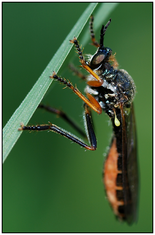 Weibchen der Höcker-Habichtsfliege "Dioctria rufipes"