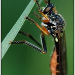 Weibchen der Höcker-Habichtsfliege "Dioctria rufipes"