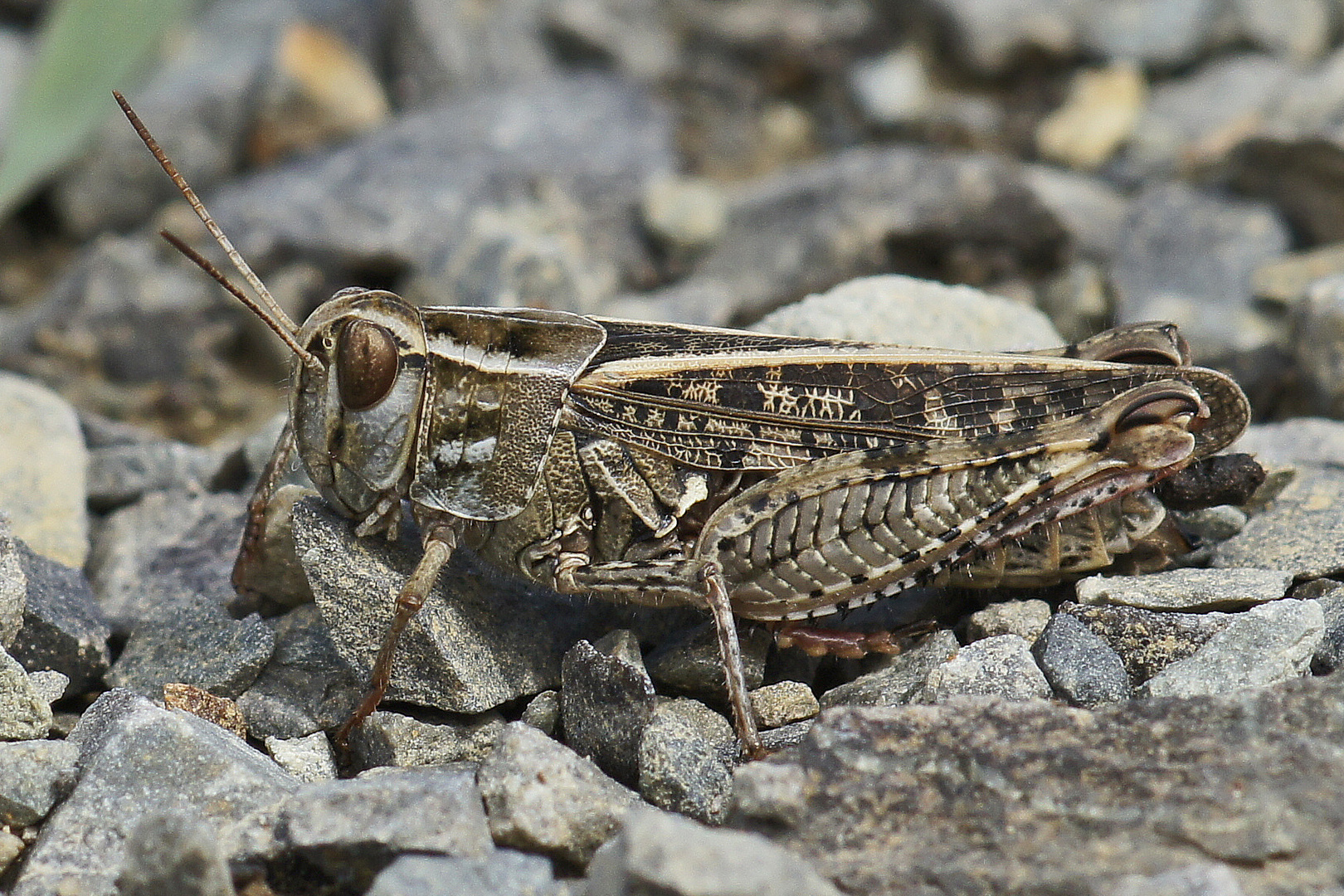 Weibchen der Italienischen Schönschrecke (Calliptamus italicus)