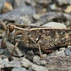 Weibchen der Italienischen Schönschrecke (Calliptamus italicus)