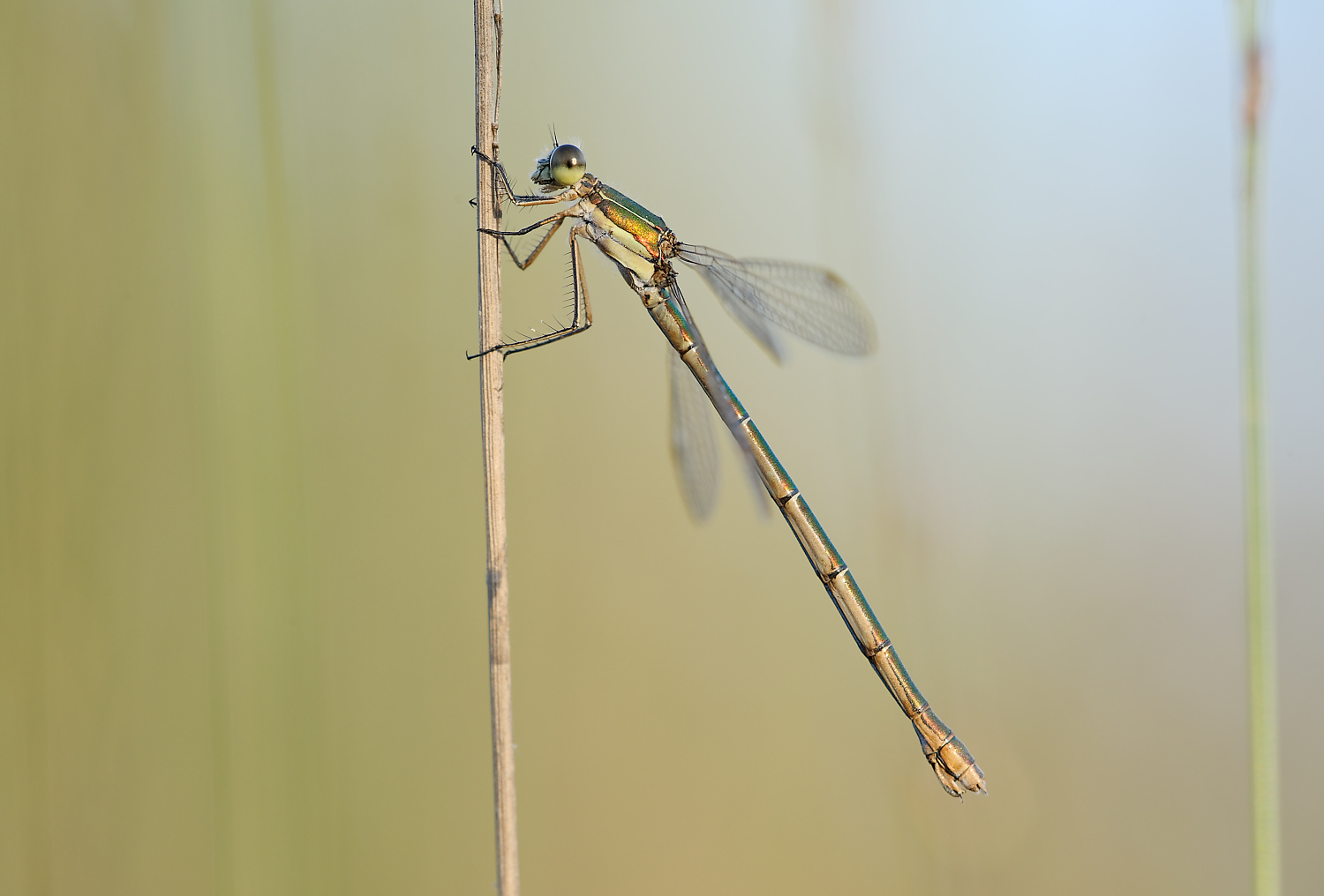 Weibchen der Kleinen Binsenjungfer