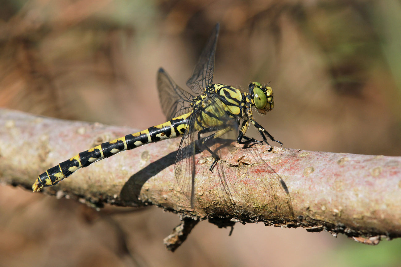 Weibchen der Kleinen Zangenlibelle