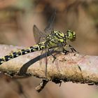 Weibchen der Kleinen Zangenlibelle