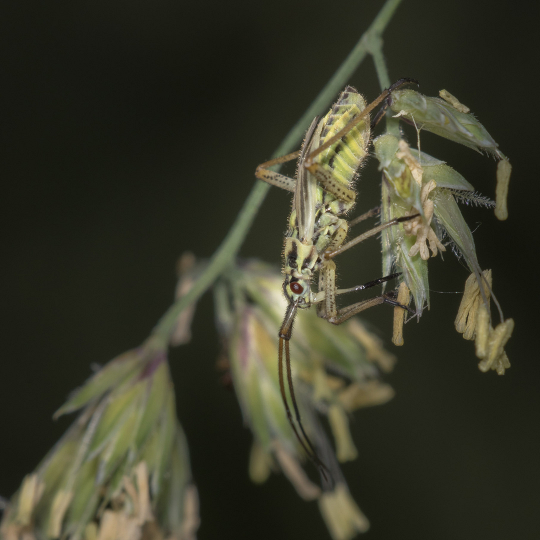 Weibchen der Langhaarigen Dolchwanze - Leptopterna dolabrata